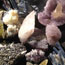 image10